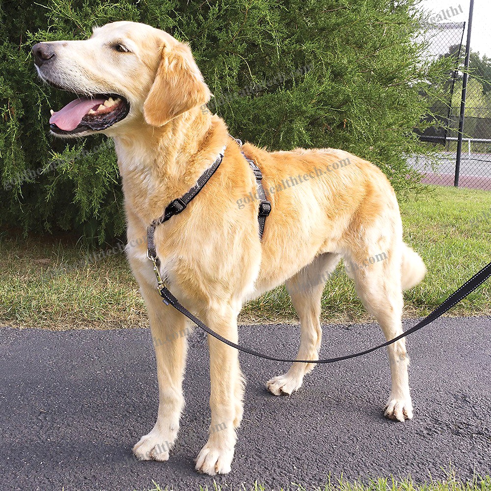 Walking Harness