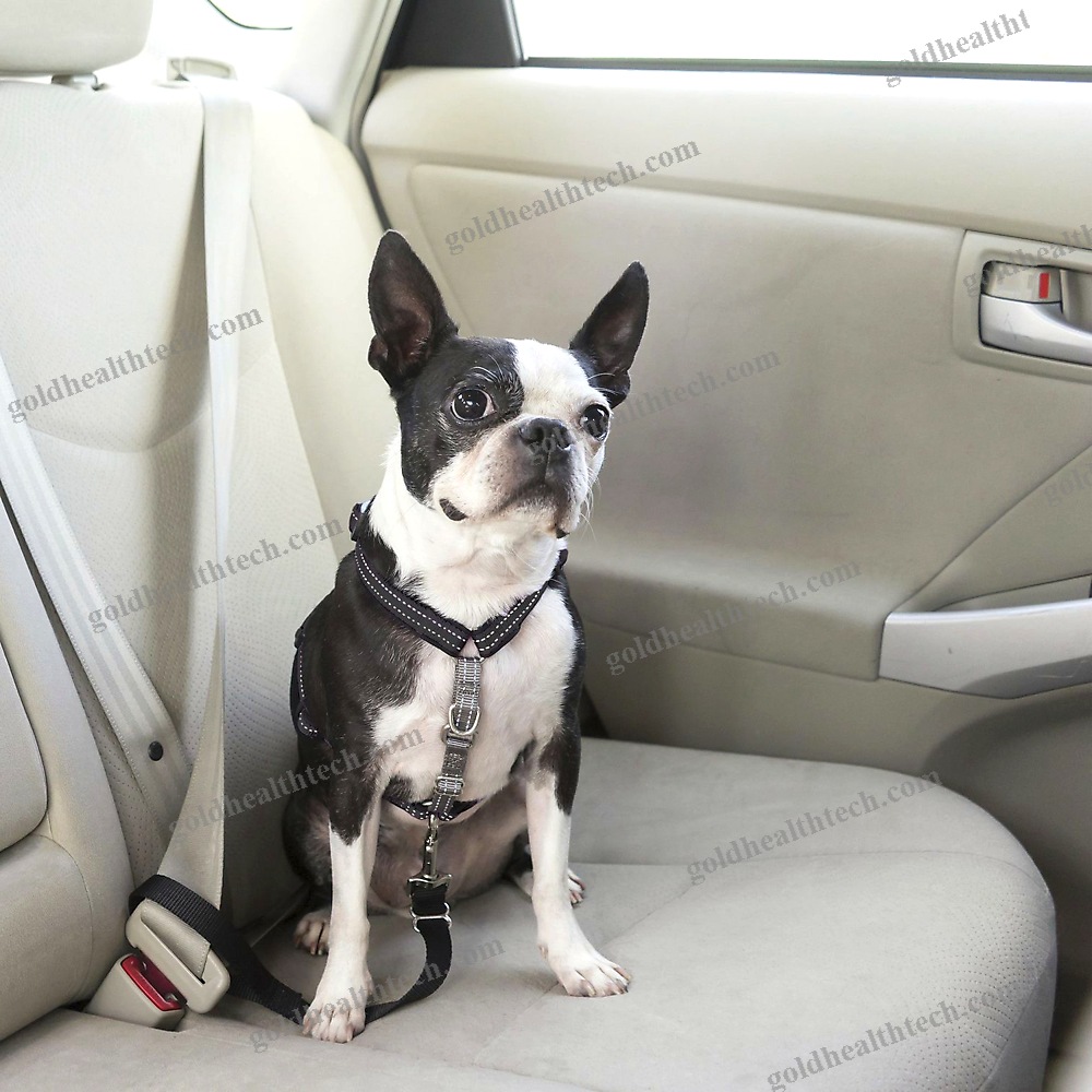 Walking Harness