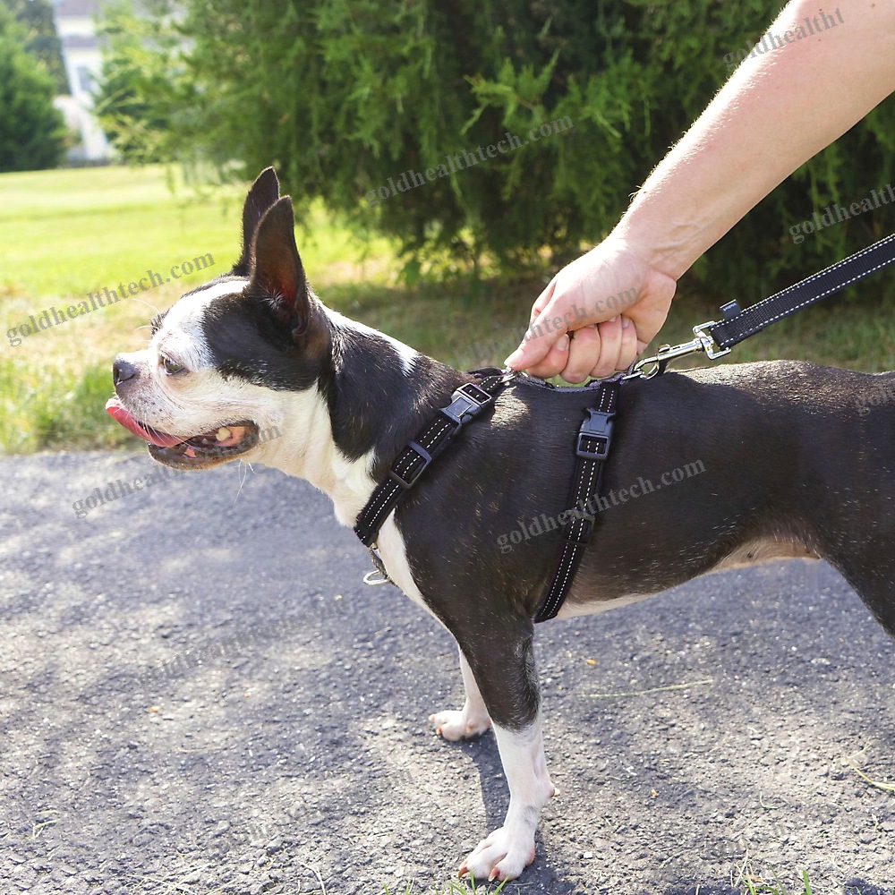 Walking Harness
