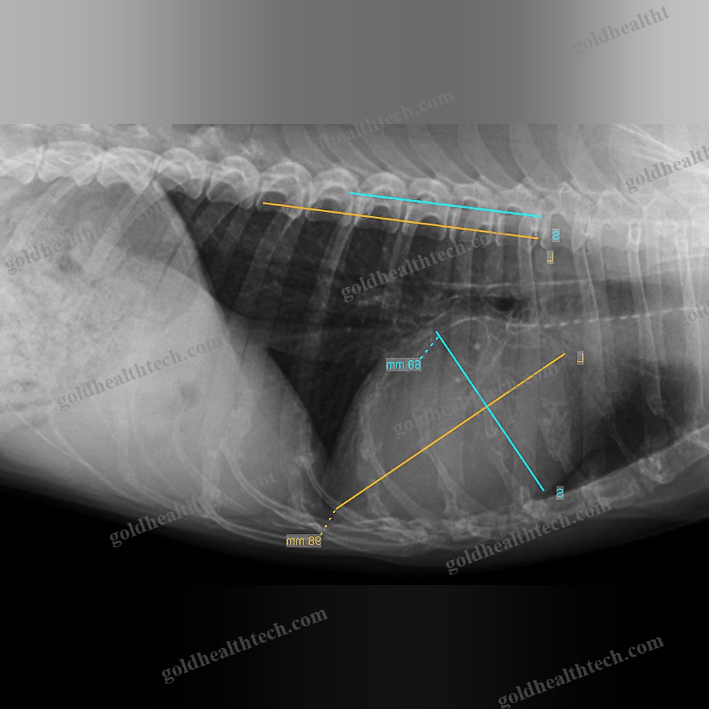 Veterinary Cr Scanner