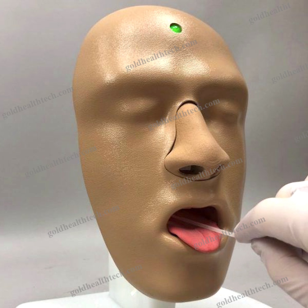 Ent Care Training Manikin