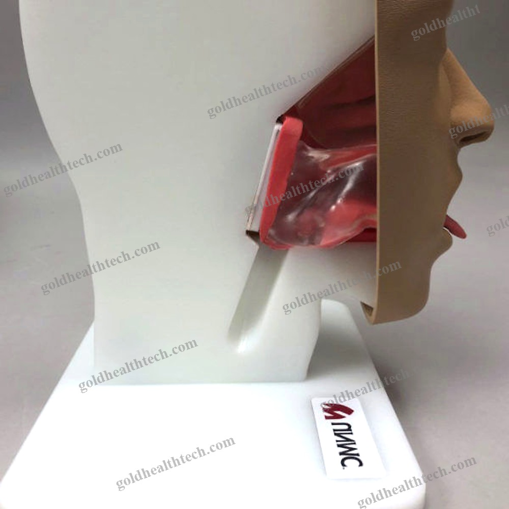 Ent Care Training Manikin