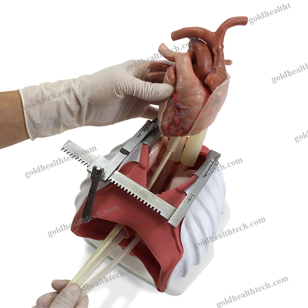 Heart Model