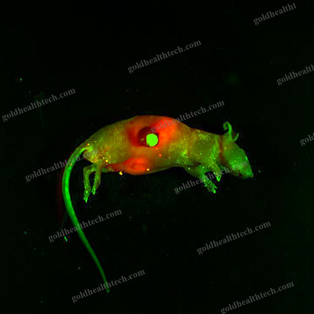 Fluorescence Preclinical Imaging System