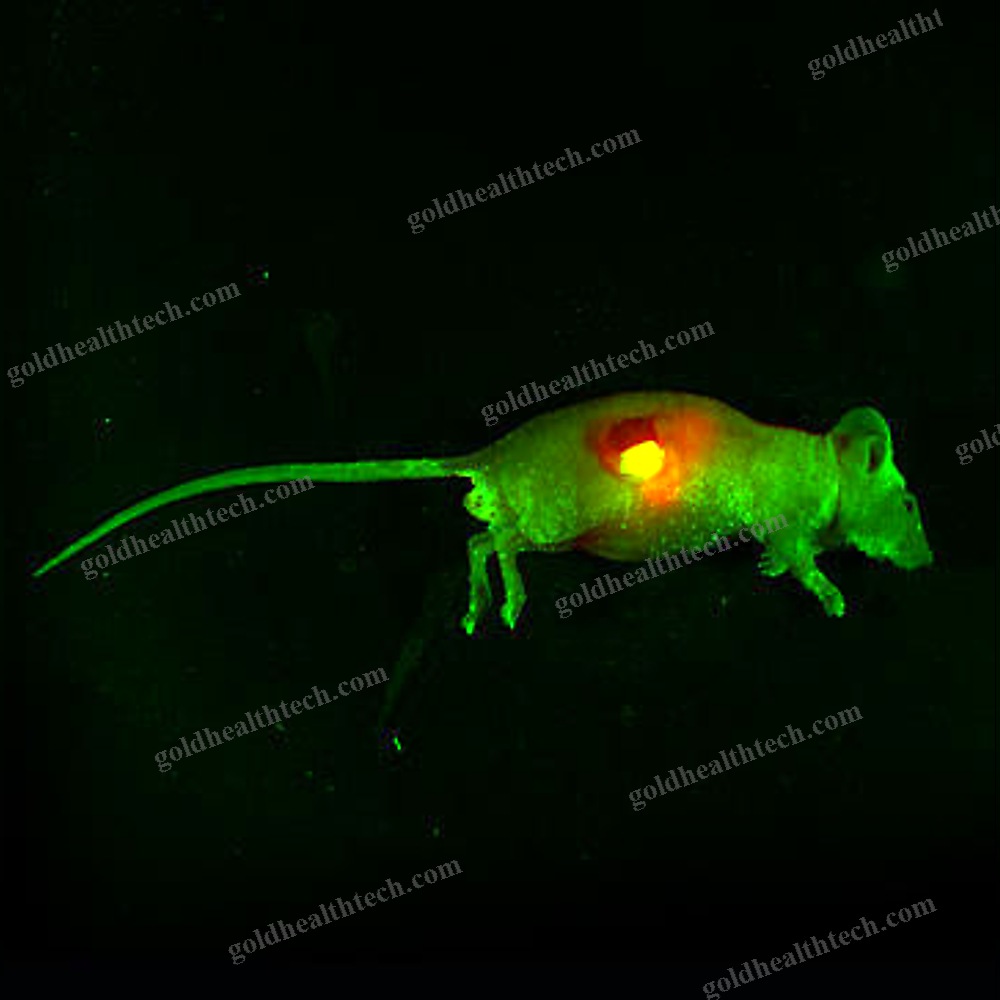 Fluorescence Preclinical Imaging System