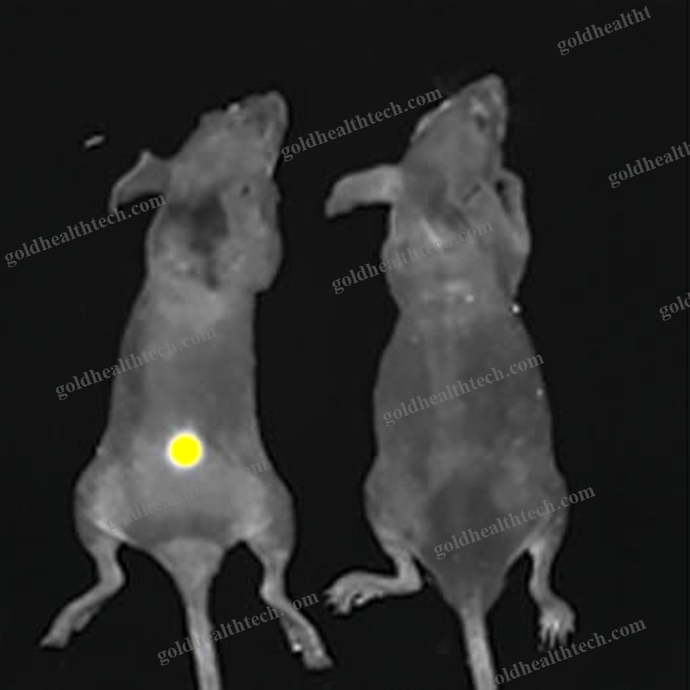Fluorescence Preclinical Imaging System
