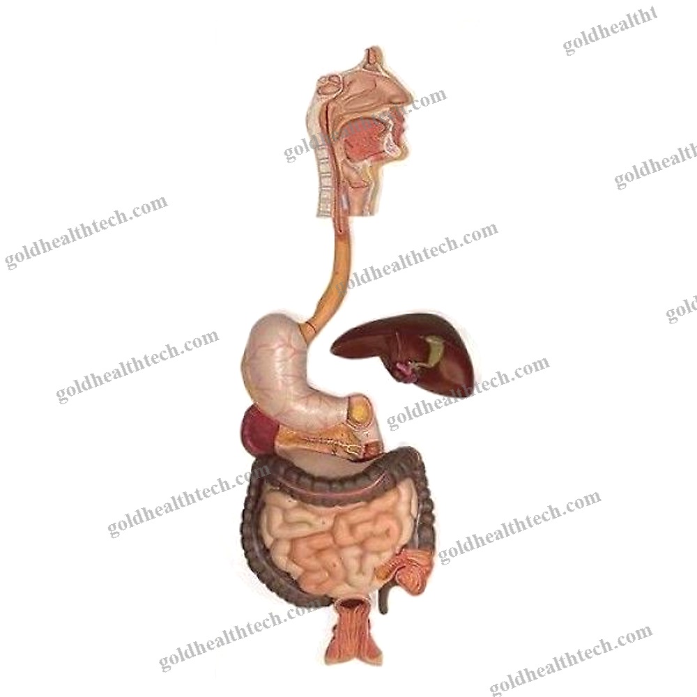 Digestive System Model