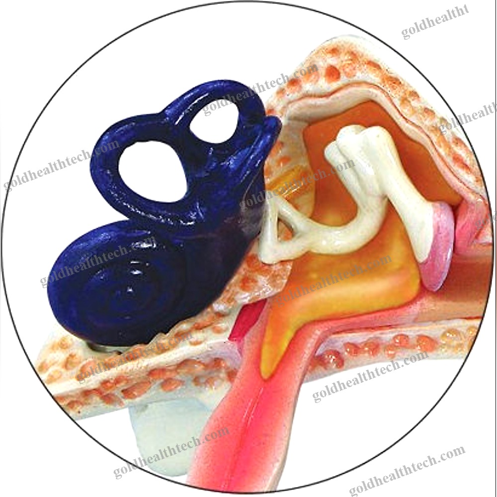 Ear Canal Model