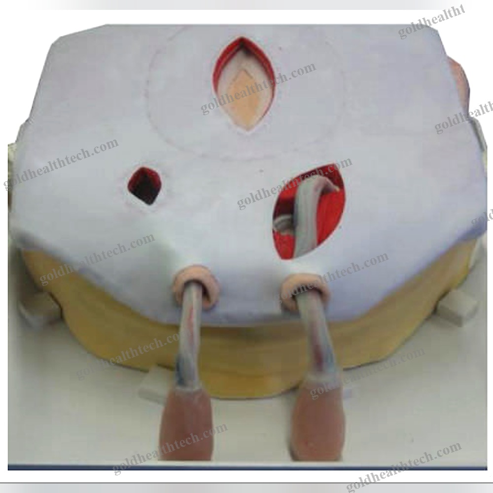 Body Anatomical Model