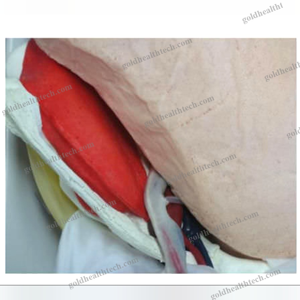 Body Anatomical Model
