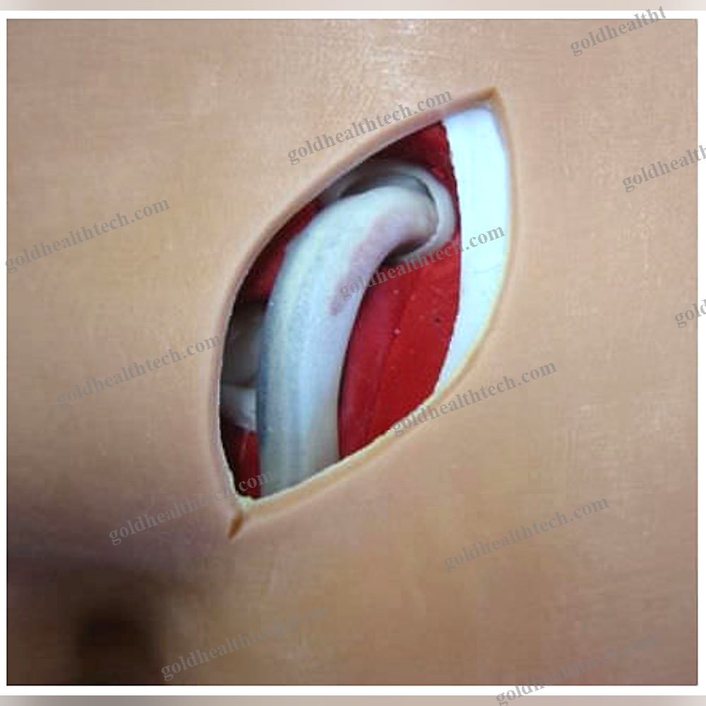 Body Anatomical Model