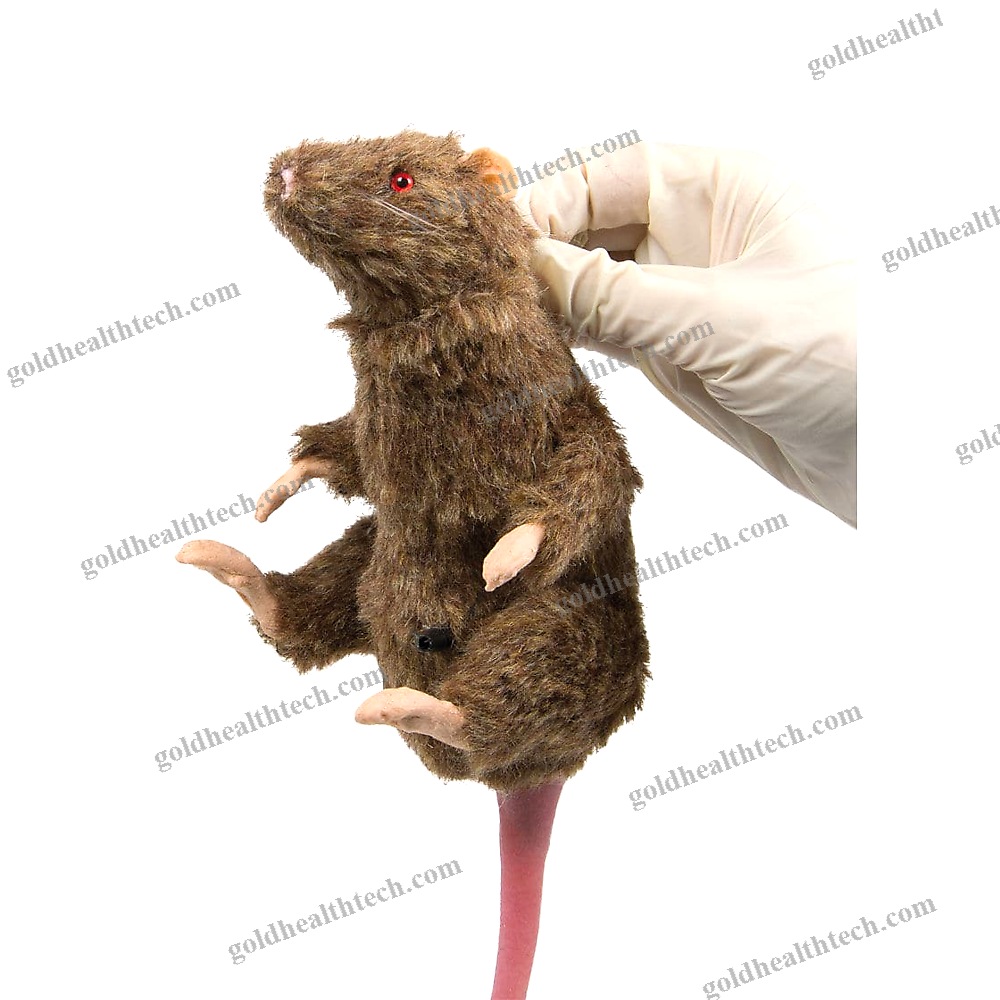 Animal Research Training Manikin