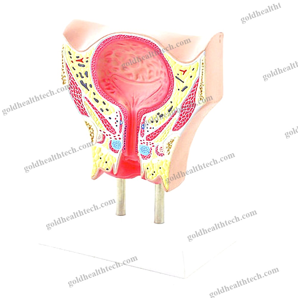 Bladder Model 1