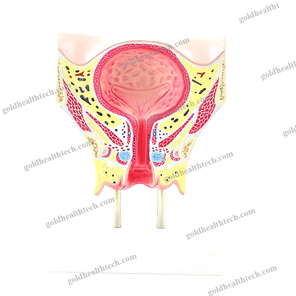 Bladder Model