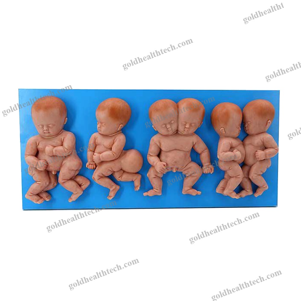 Body Anatomical Model 1