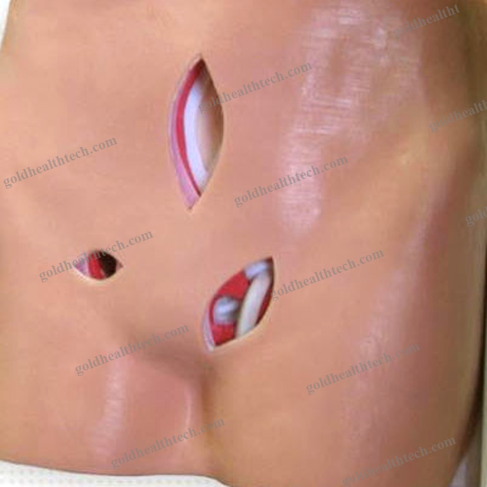 Body Anatomical Model