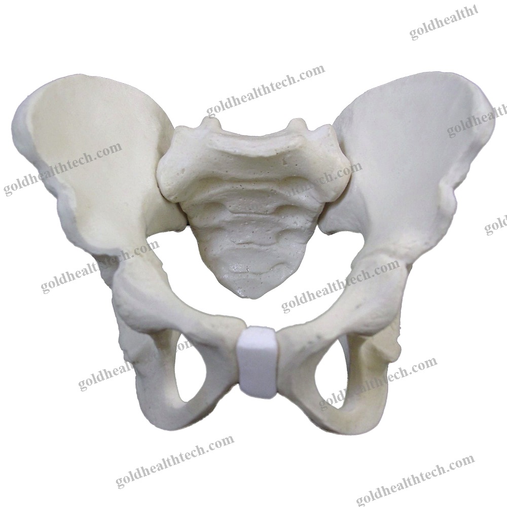 Bone Model