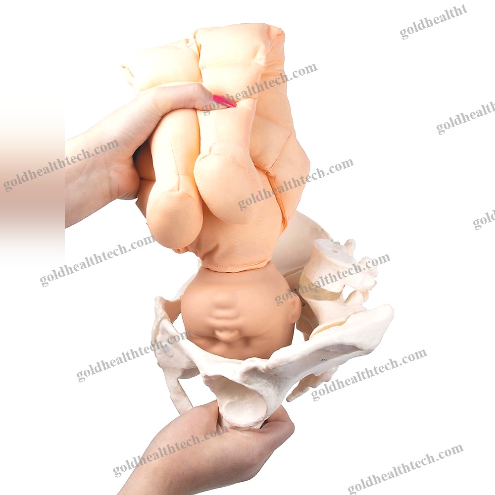 Childbirth Demonstration Simulator 1