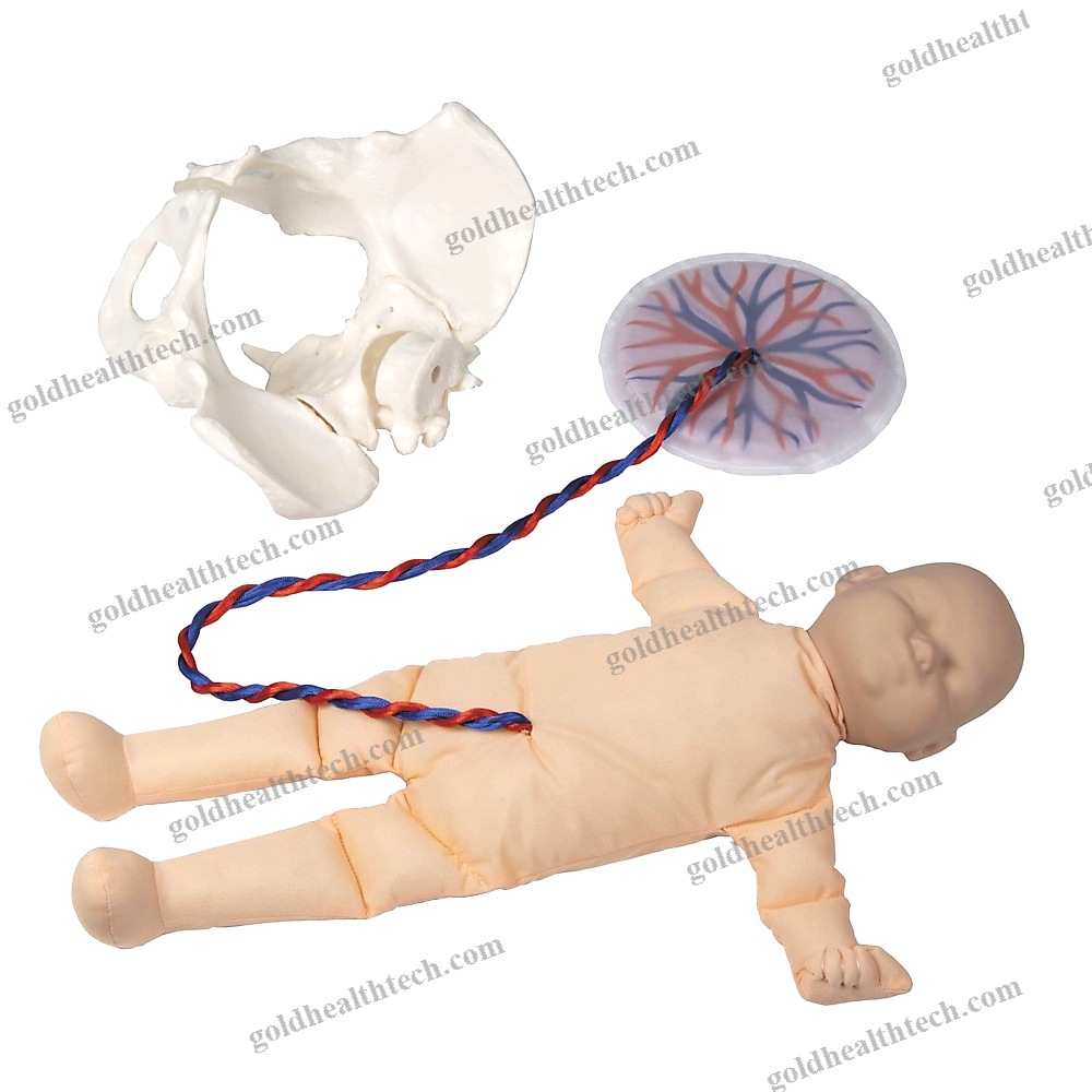 Childbirth Demonstration Simulator