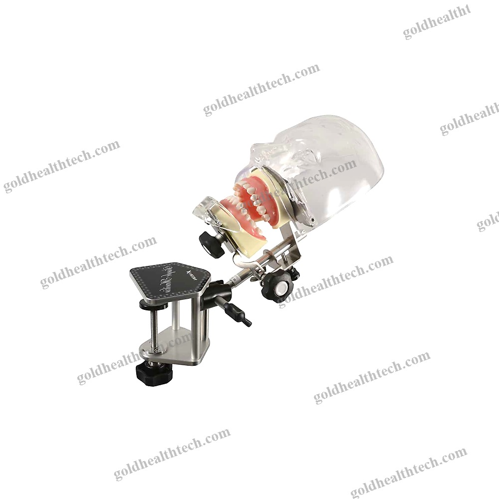 Dental Model