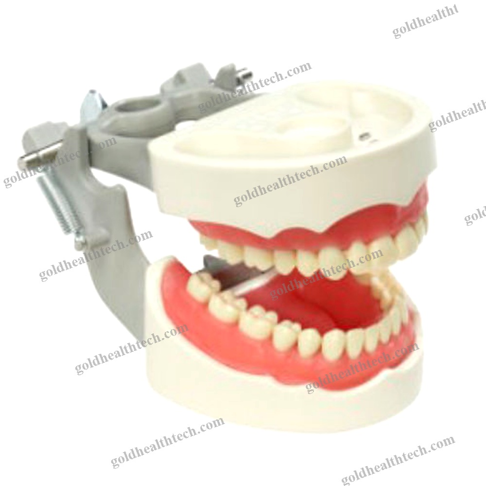 Denture Model 1