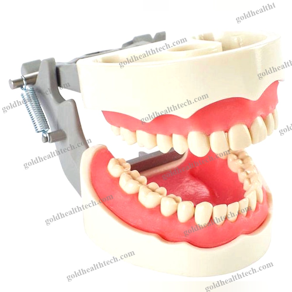 Denture Model