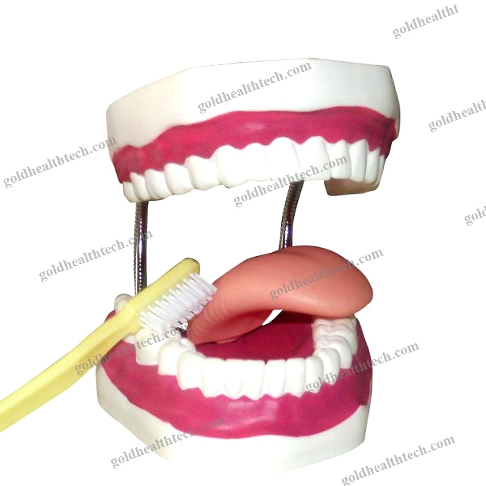 Denture Model