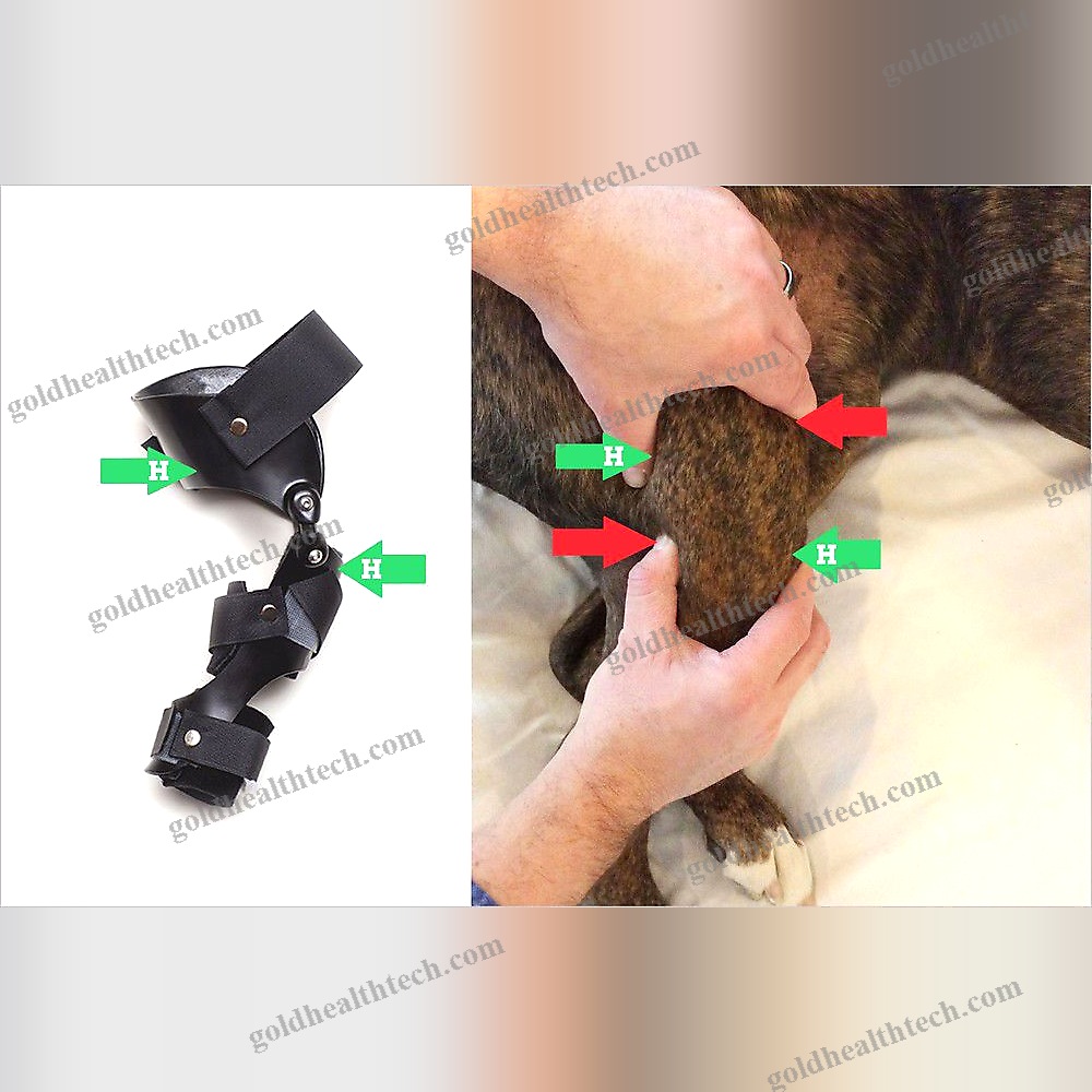 Dog Veterinary Orthosis 1
