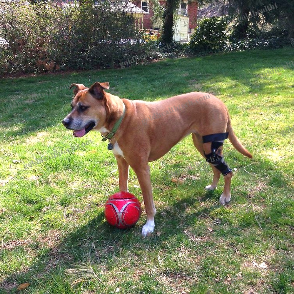 Dog Veterinary Orthosis