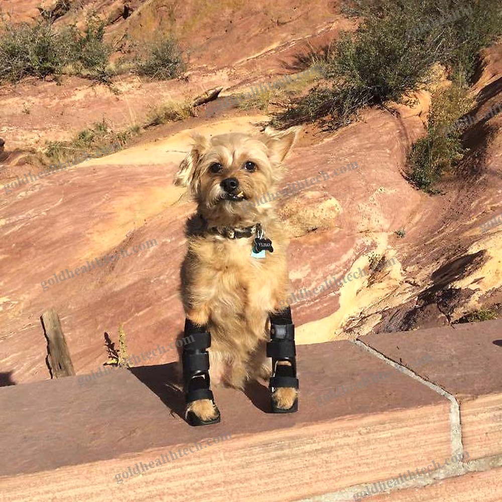 Dog Veterinary Orthosis