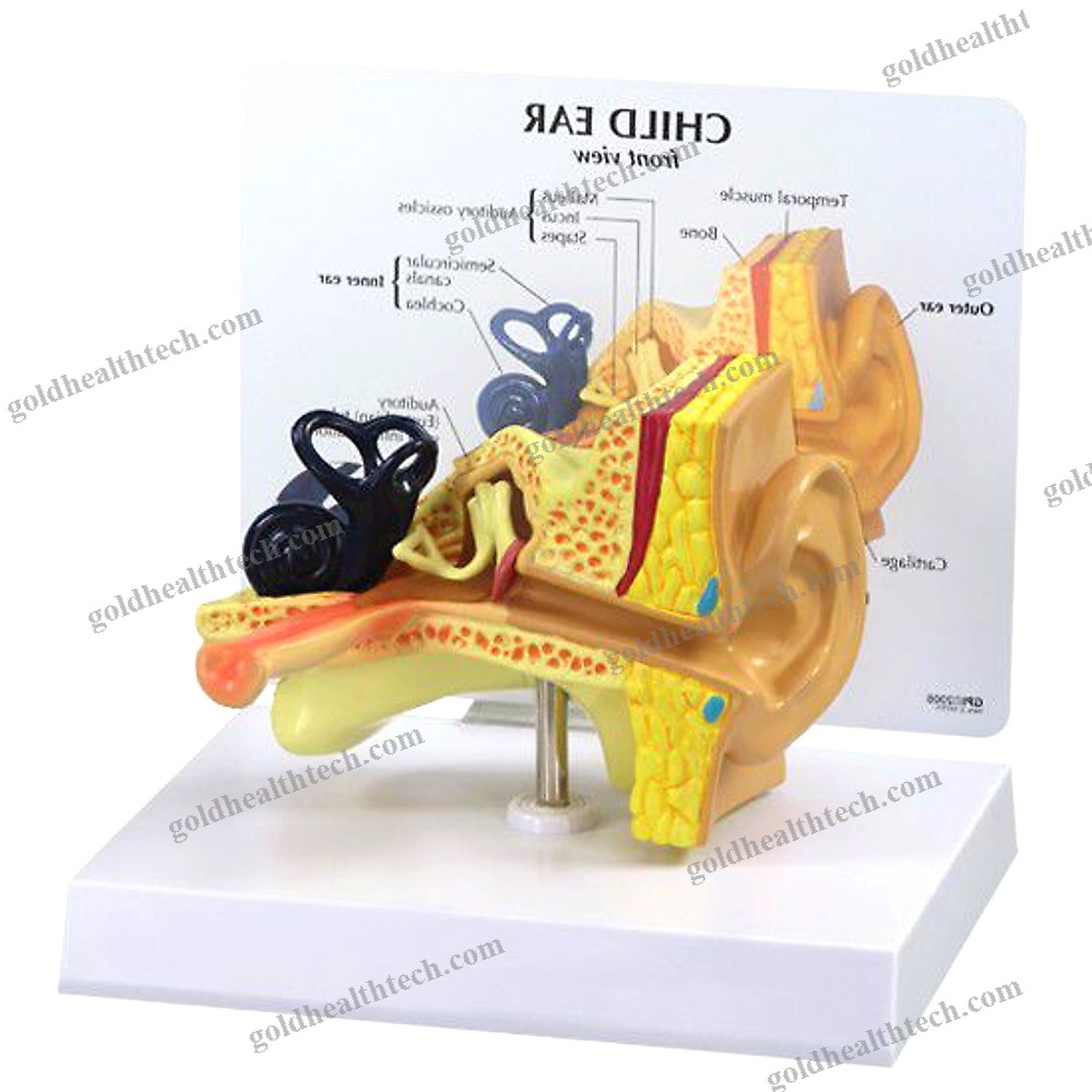 Ear Canal Model
