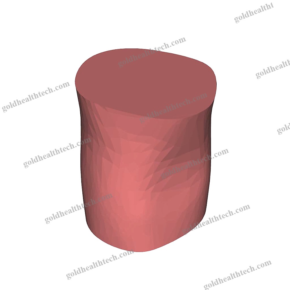 Elbow Anatomical Model