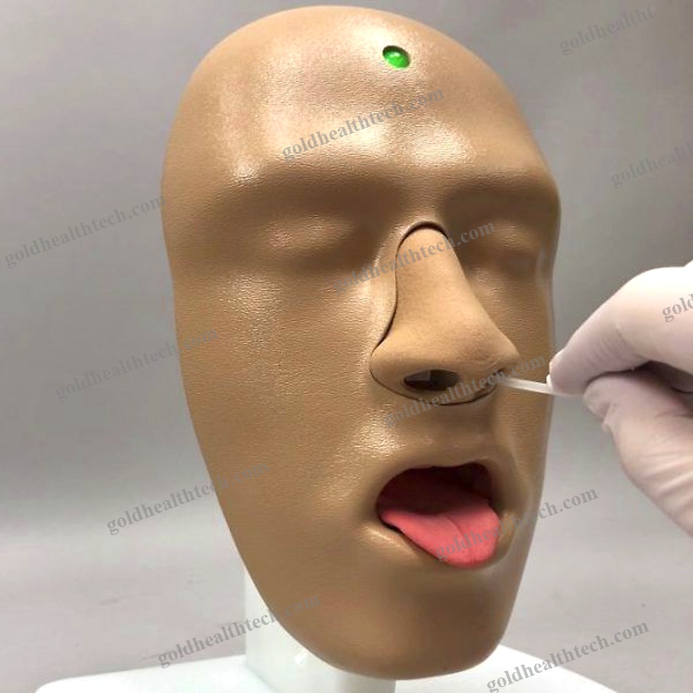 Ent Care Training Manikin