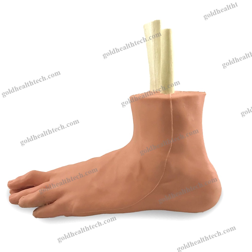 Foot Anatomical Model 1