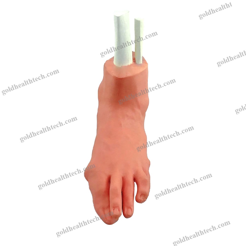 Foot Anatomical Model