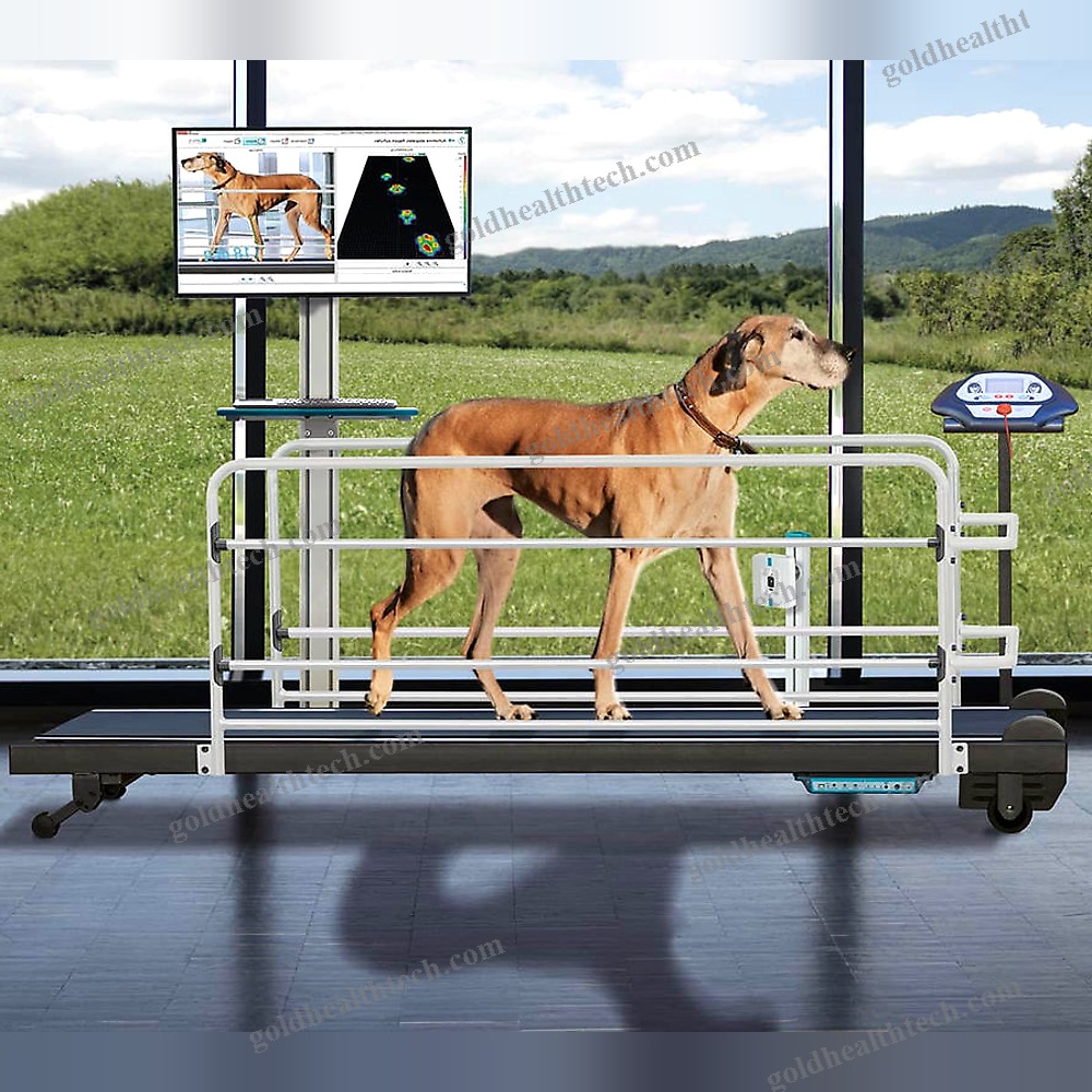 Gait Assessment System 1