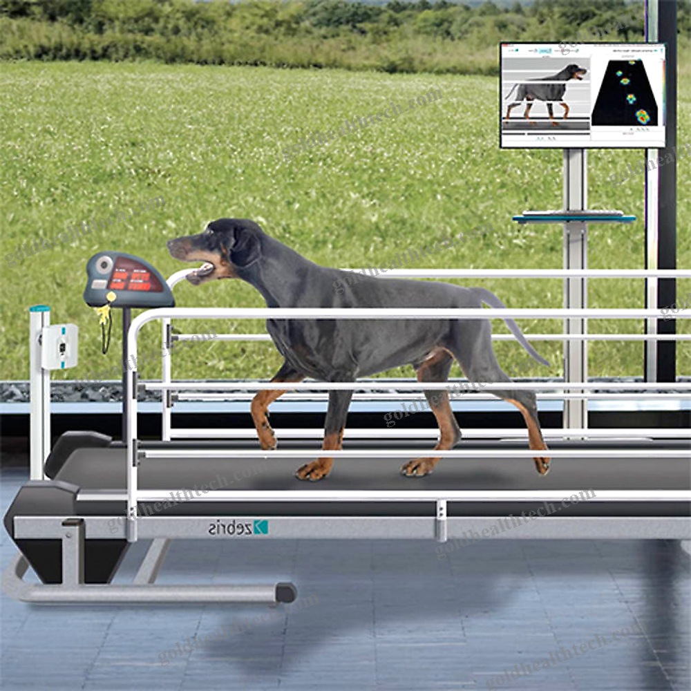 Gait Assessment System
