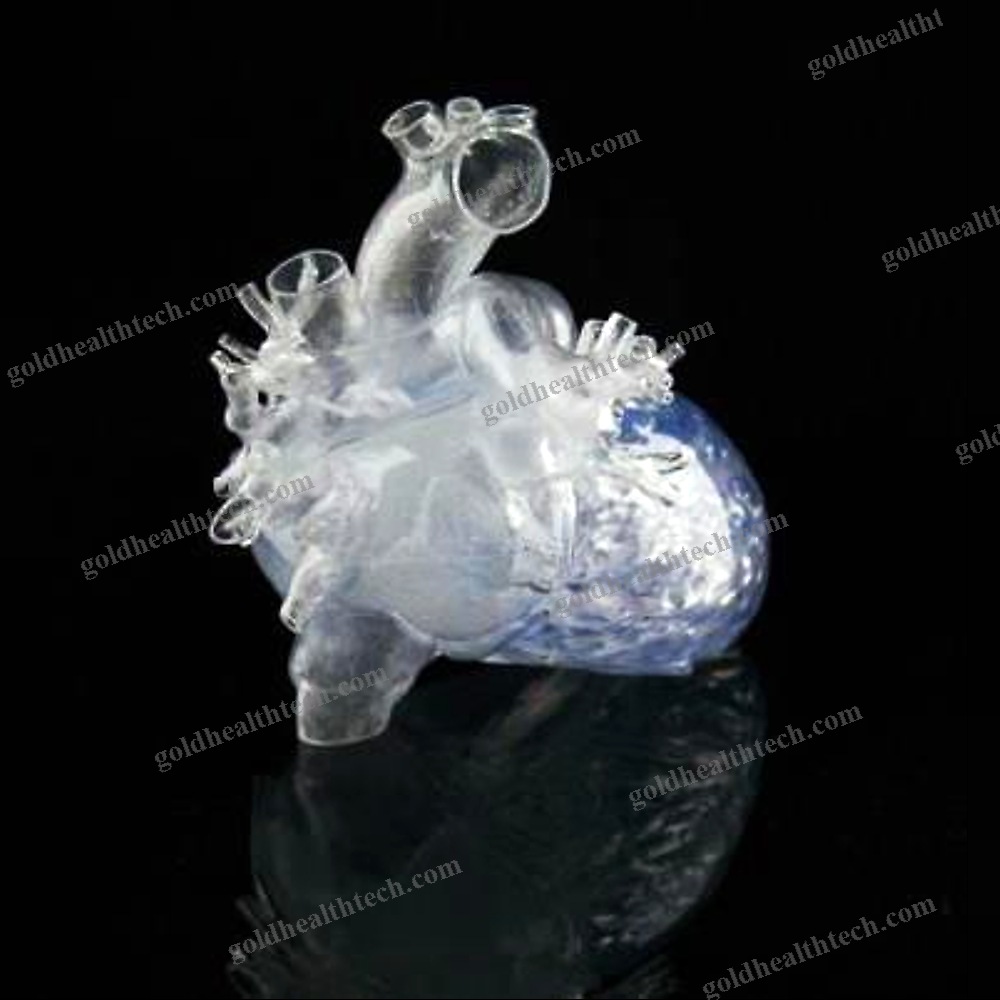 Heart Model 1