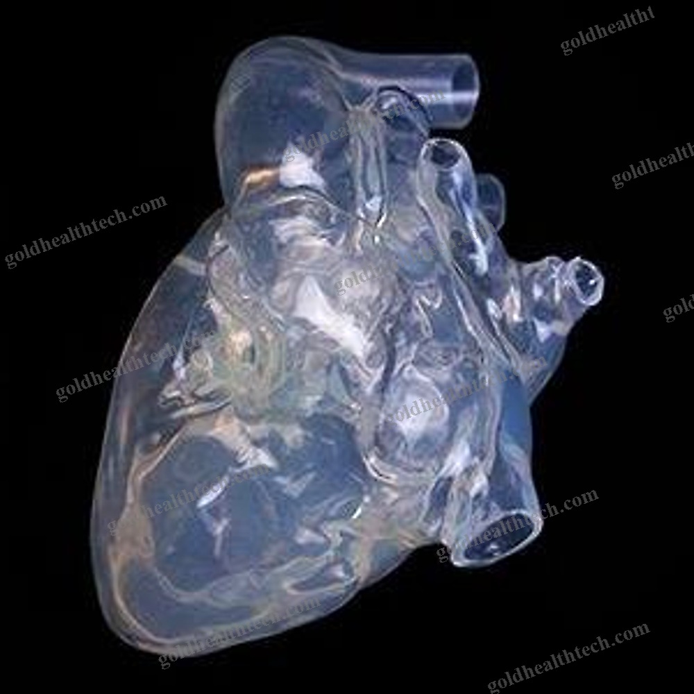Heart Model