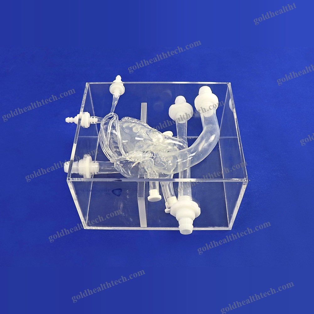 Heart Model 1