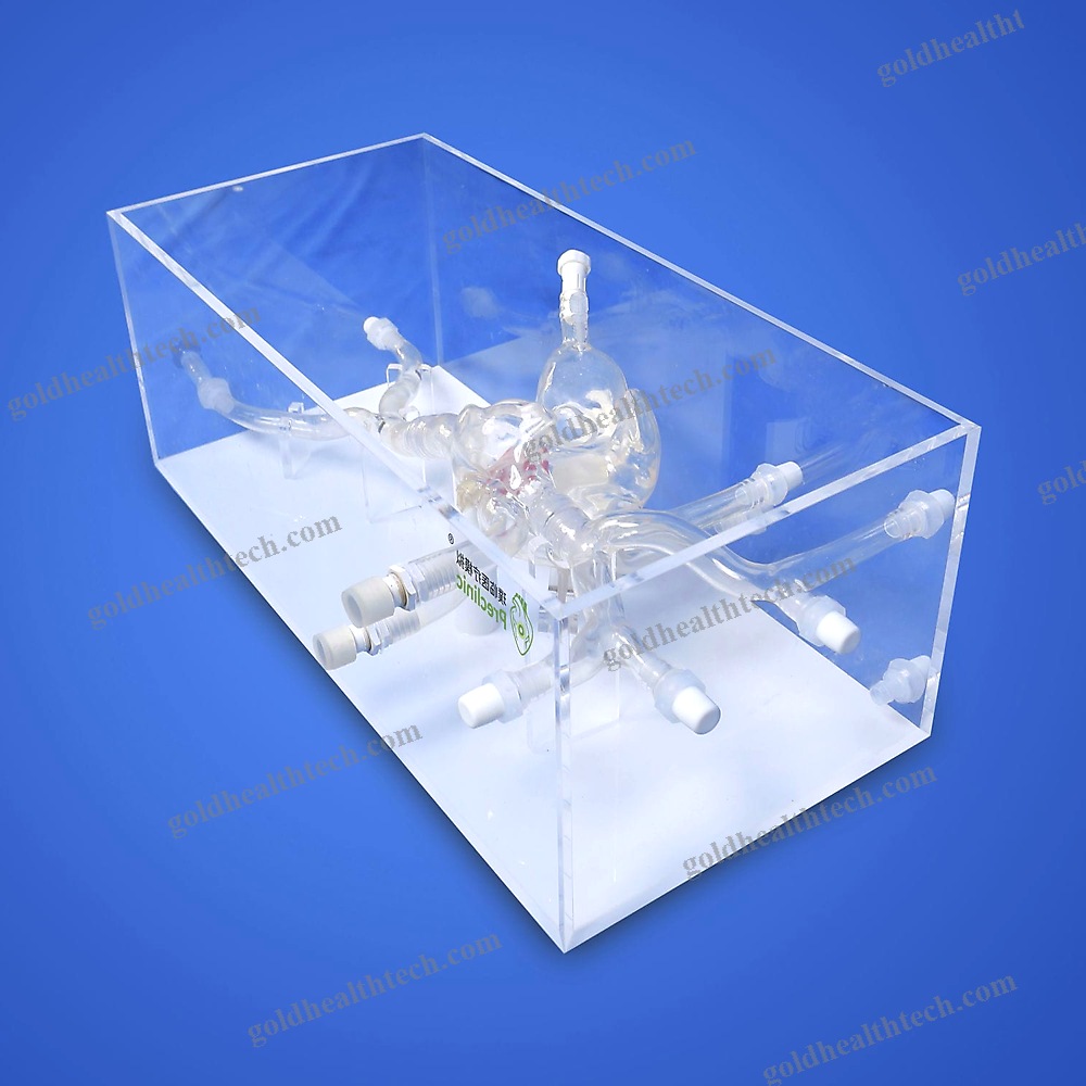 Heart Vascular Model