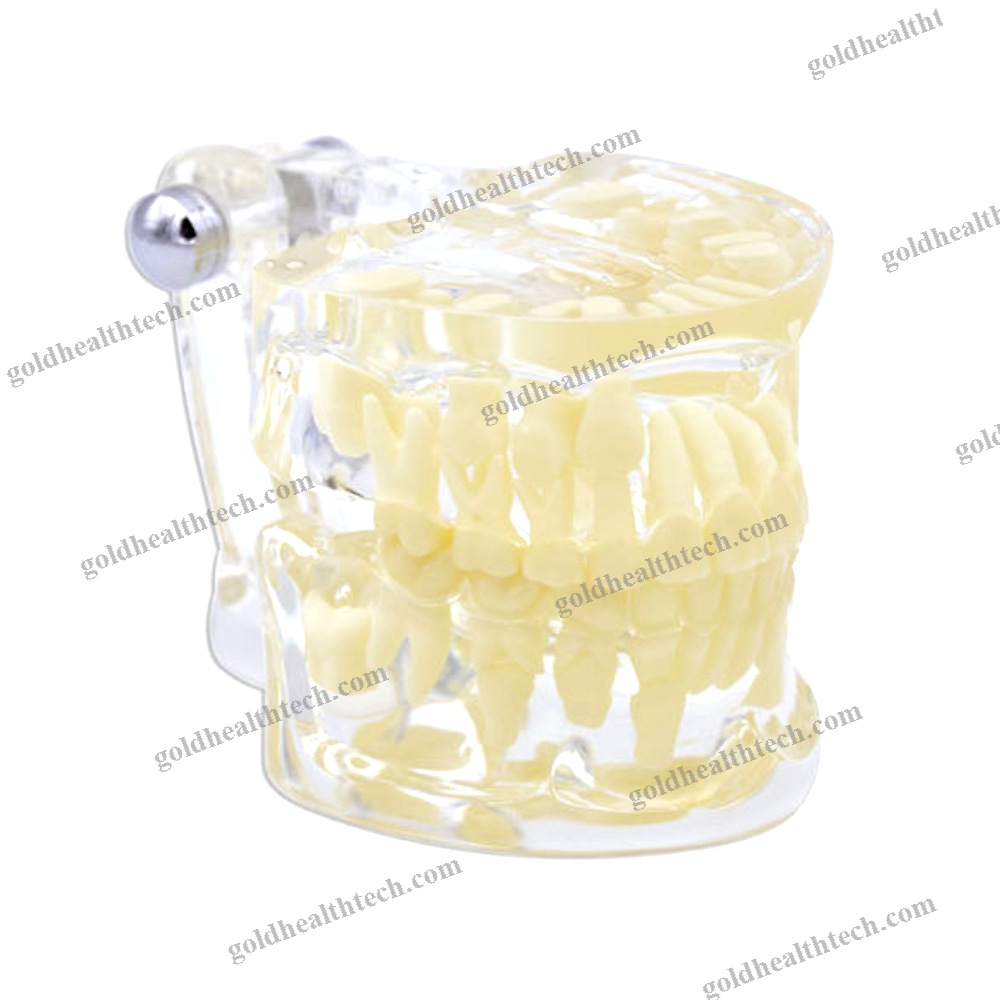 Jaw Anatomical Model