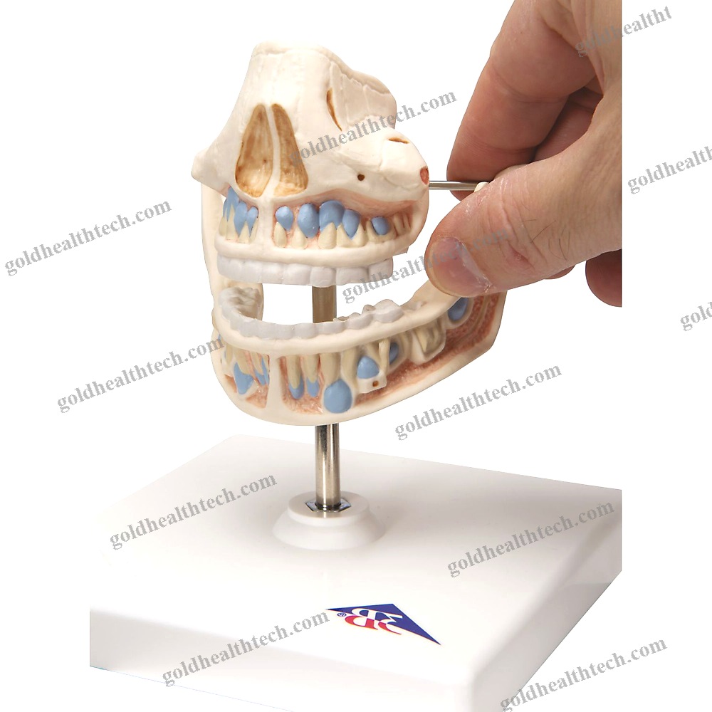 Jaw Anatomical Model 1