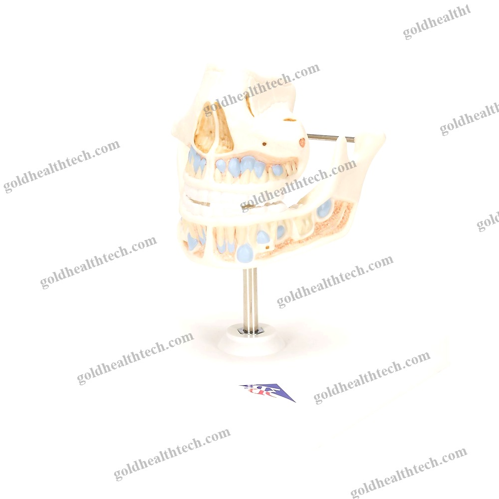 Jaw Anatomical Model