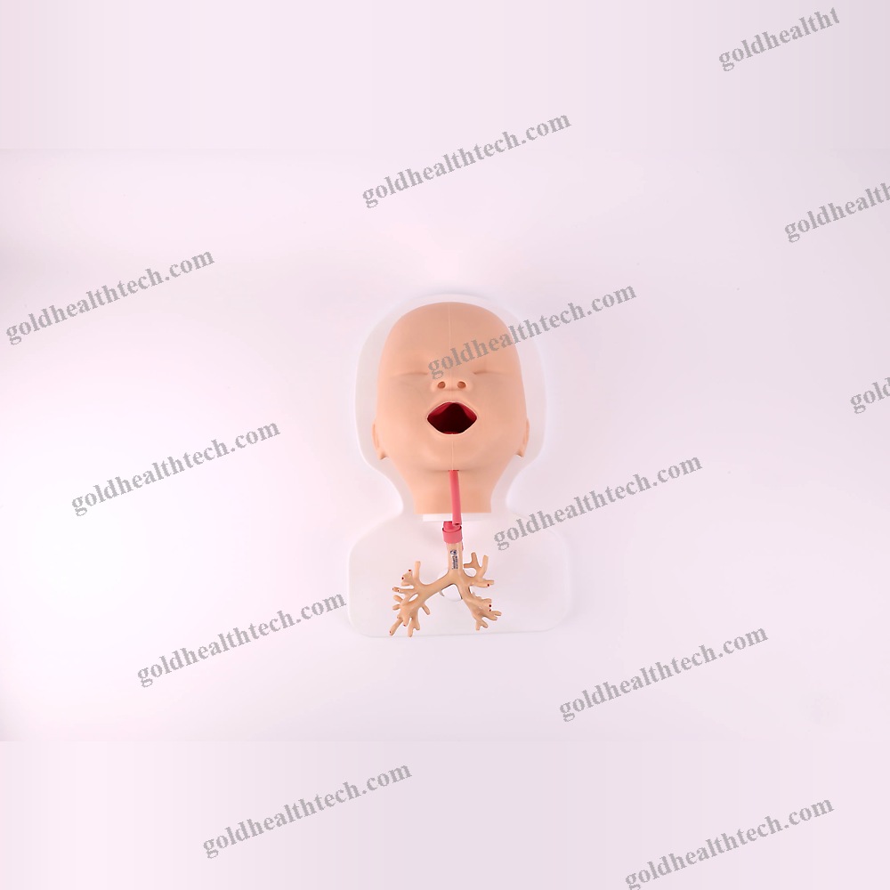Lung Model 1