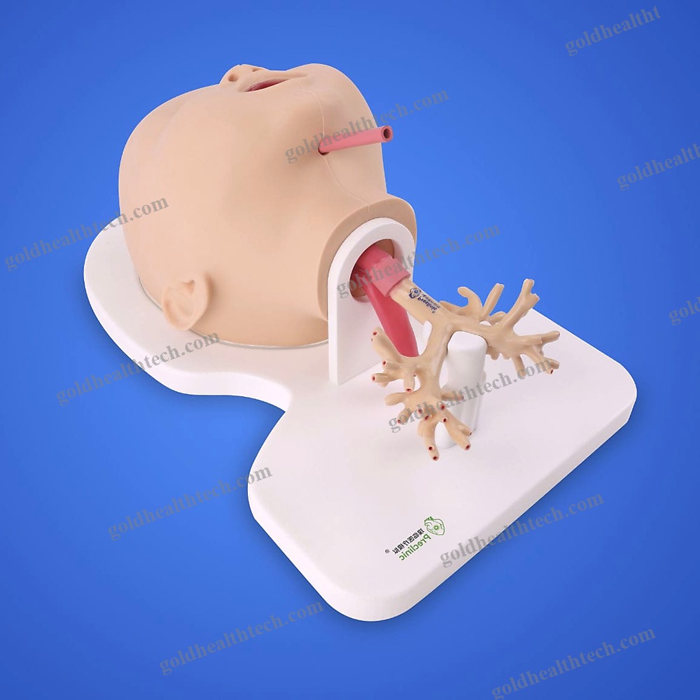 Lung Model