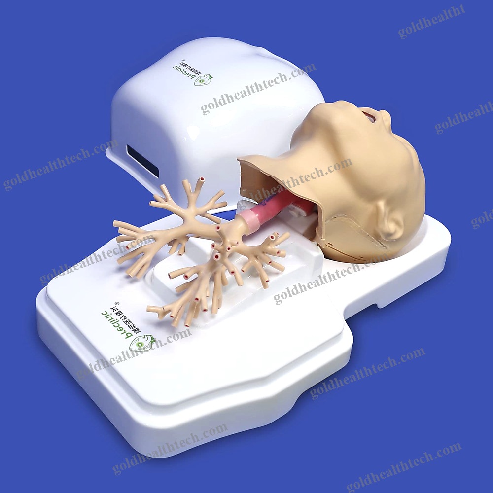 Lung Model 1
