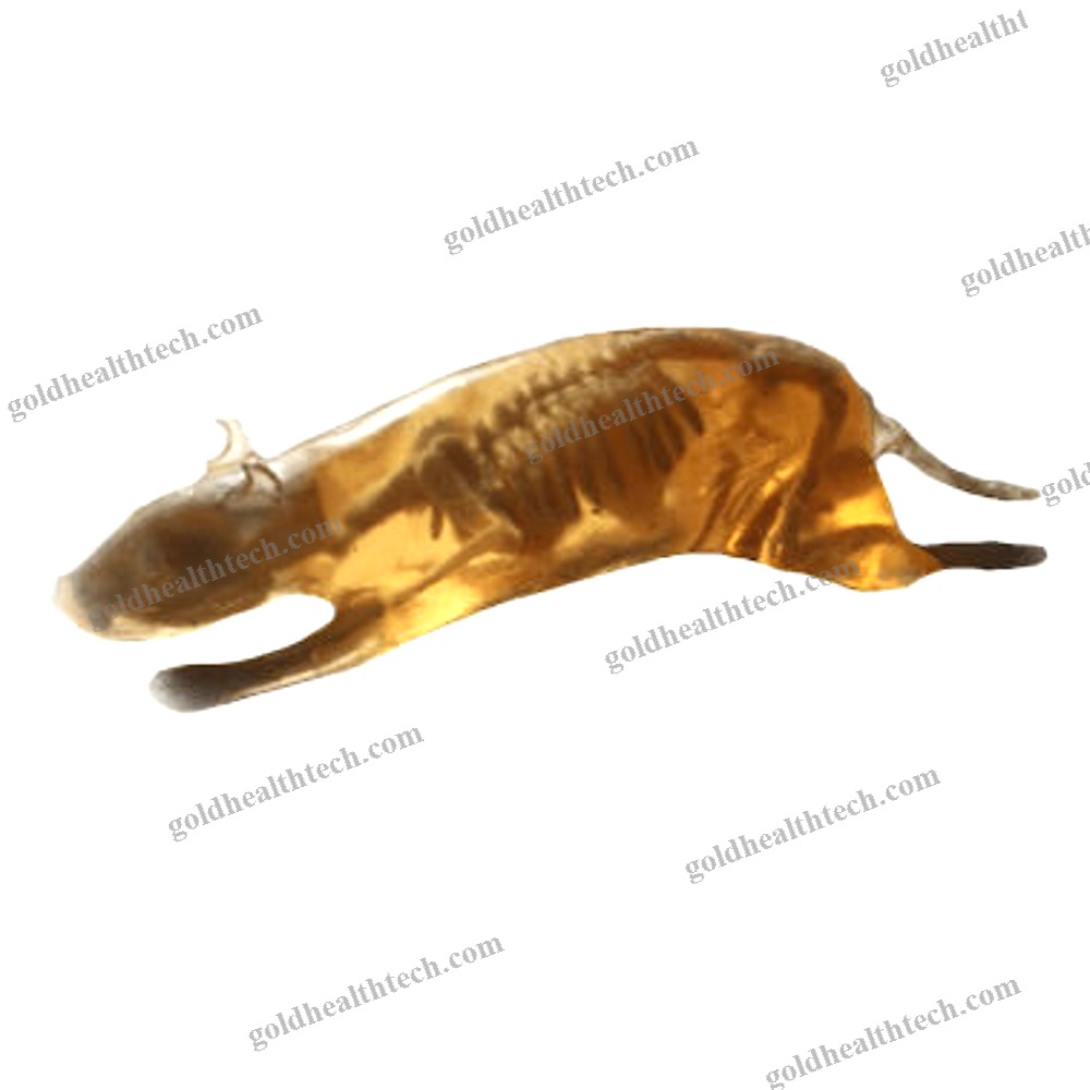 Mri Veterinary Test Phantom