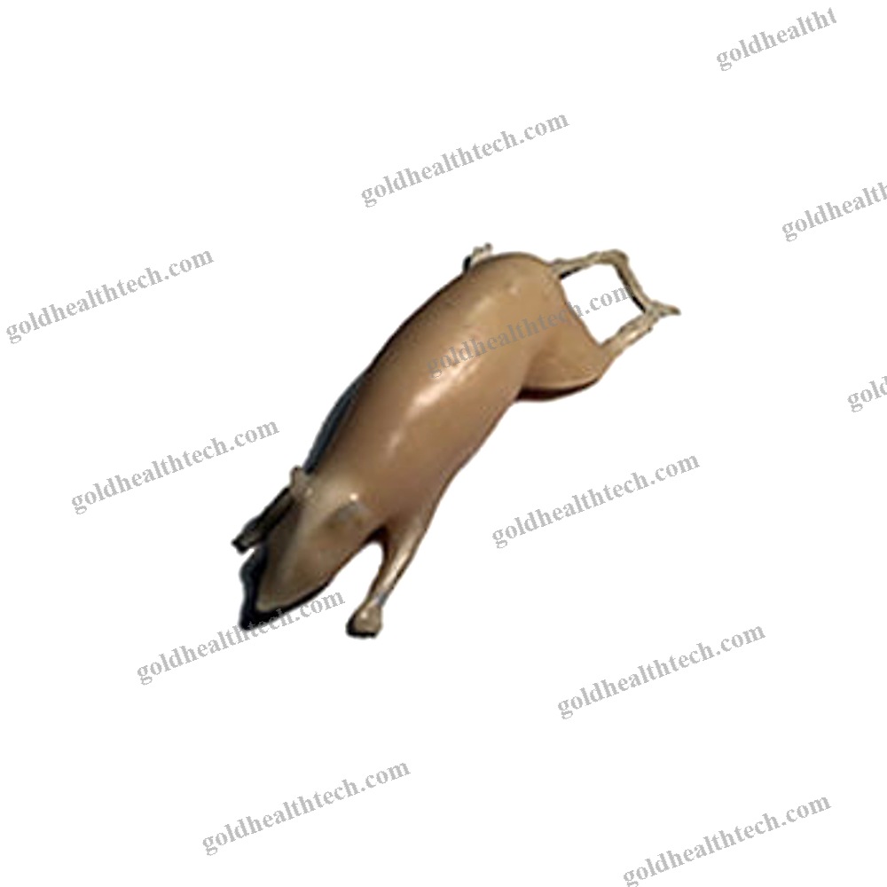 Mri Veterinary Test Phantom