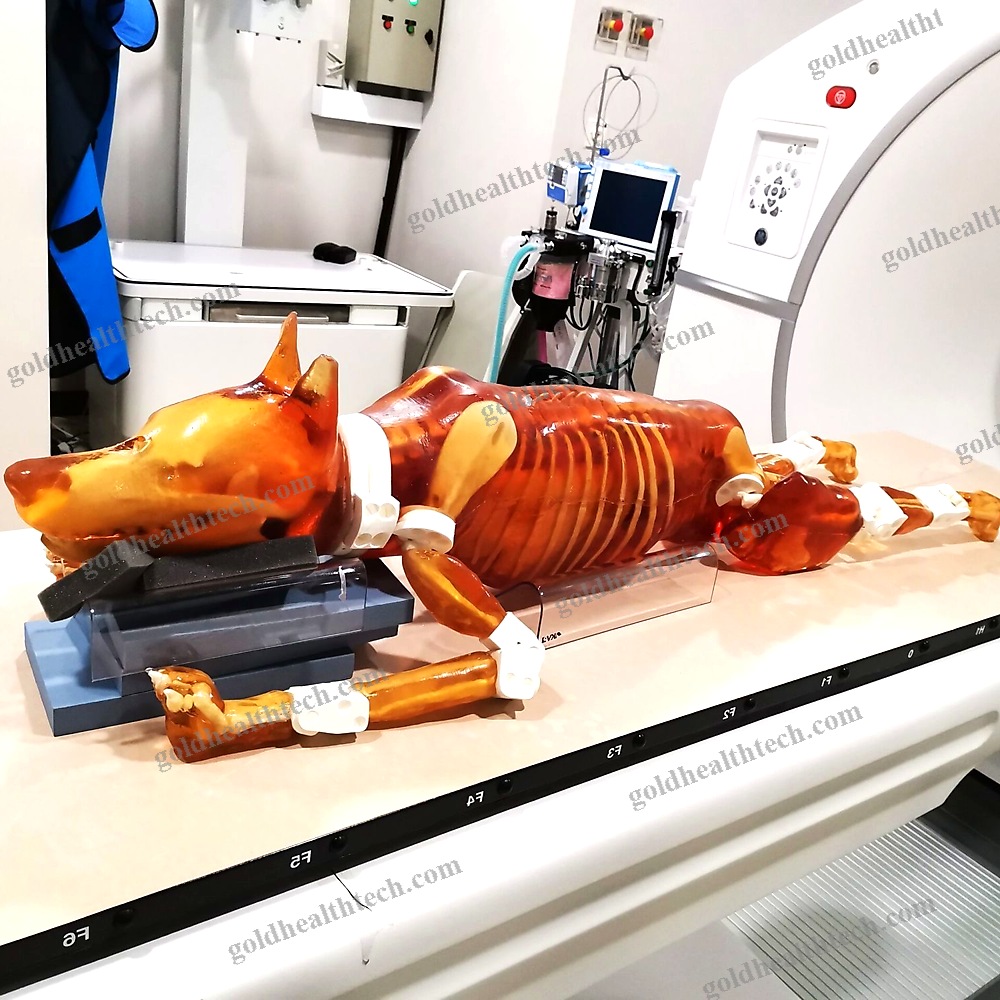 Mri Veterinary Test Phantom
